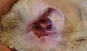 Clean Ear 4