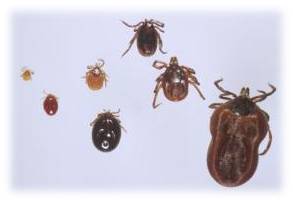 Tick Identification