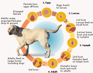 Tick Lifecycle