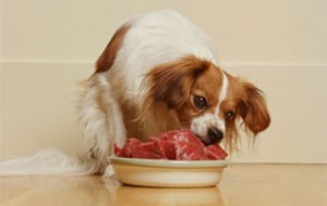 Dog eating meat